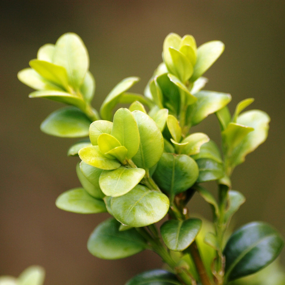 Buxus Species Guide - Bonsai-En