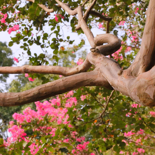 Crepe Myrtle Species Guide - Bonsai-En