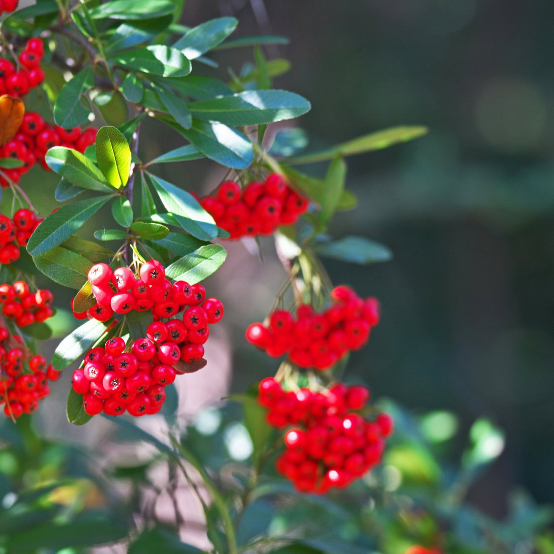 Pyracantha ( Fire thorne ) Species Guide - Bonsai-En