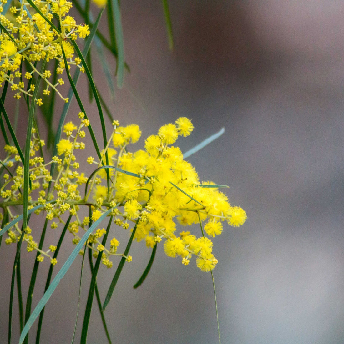 Wattle ( acacia ) Species Guide - Bonsai-En