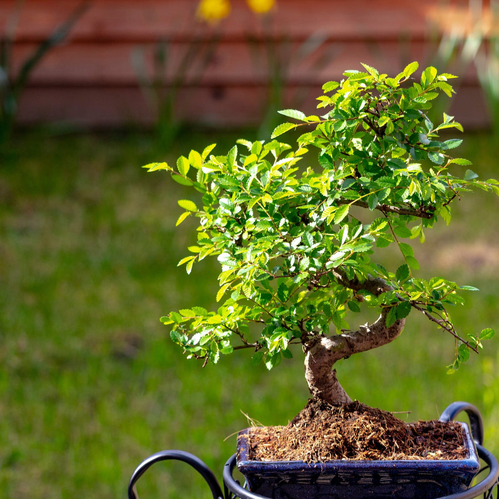 Chinese Elm (Ulmus parvifolia) Species Guide  Bonsai-En