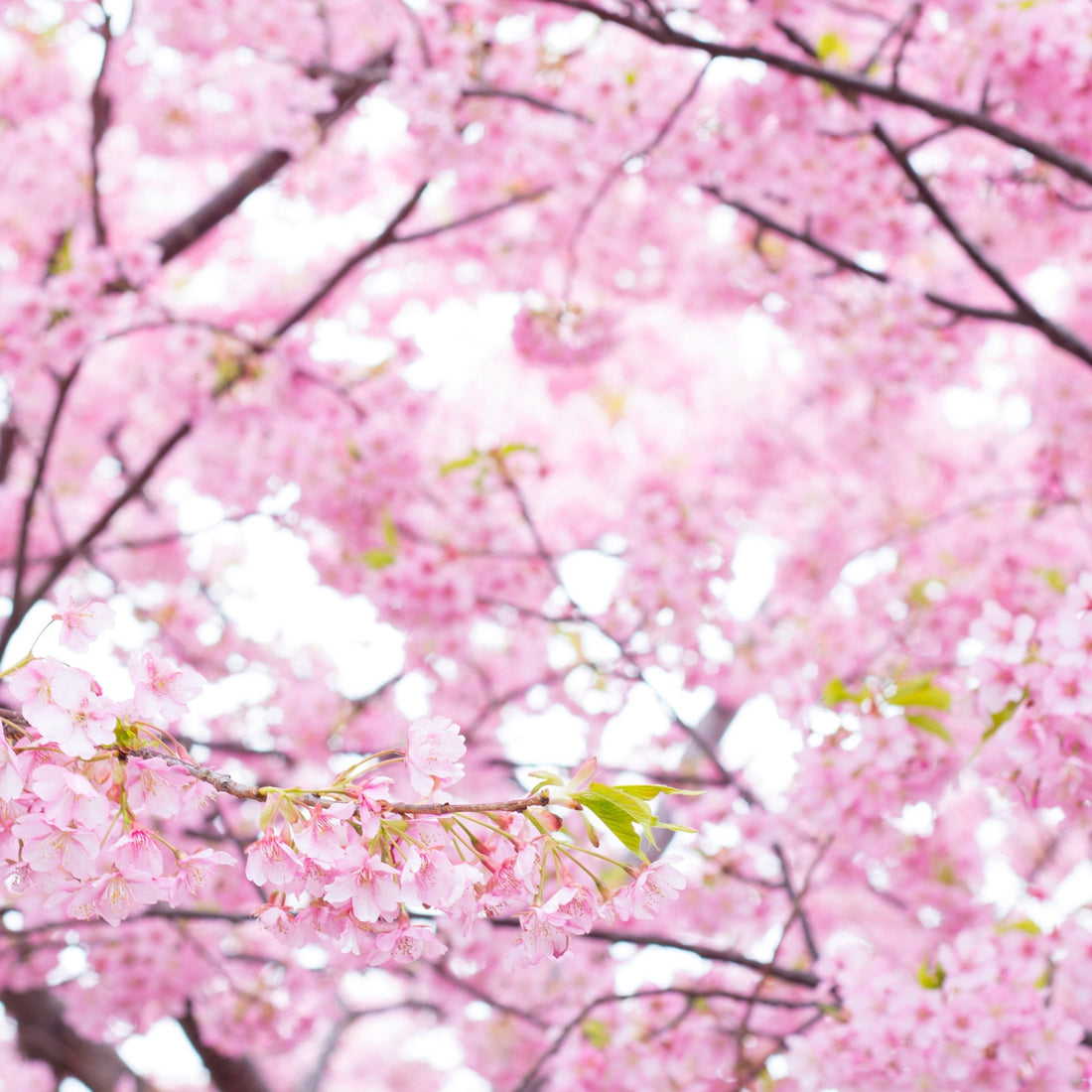 Cherry Tree ( Prunus ) Species Guide - Bonsai-En