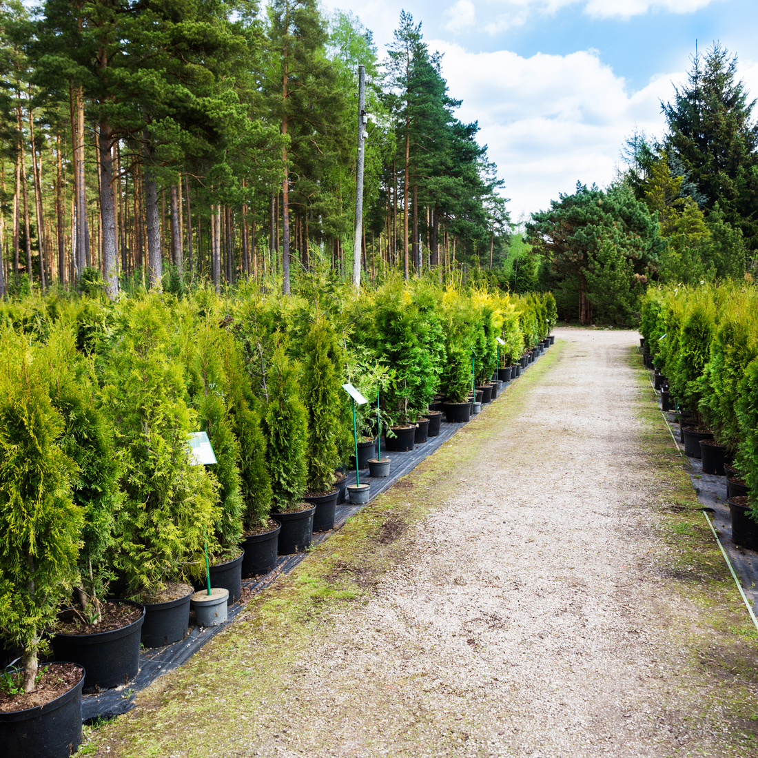 bonsai nursery