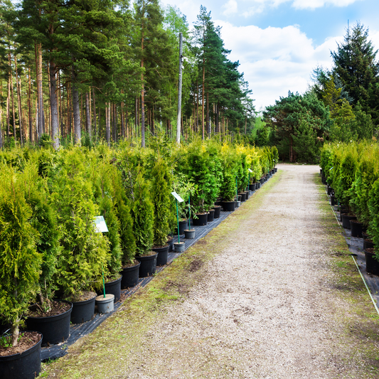 bonsai nursery