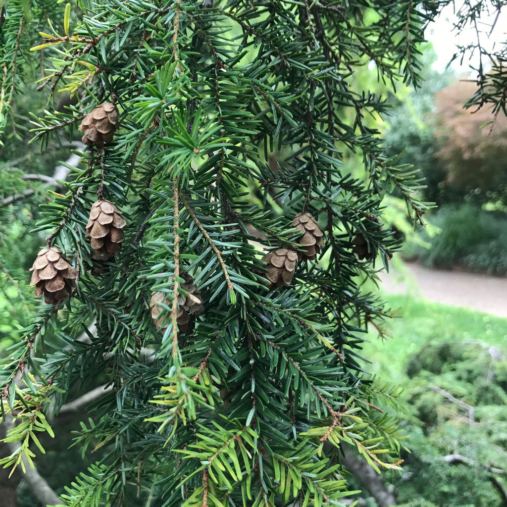 Hemlock Species Guide  Bonsai-En