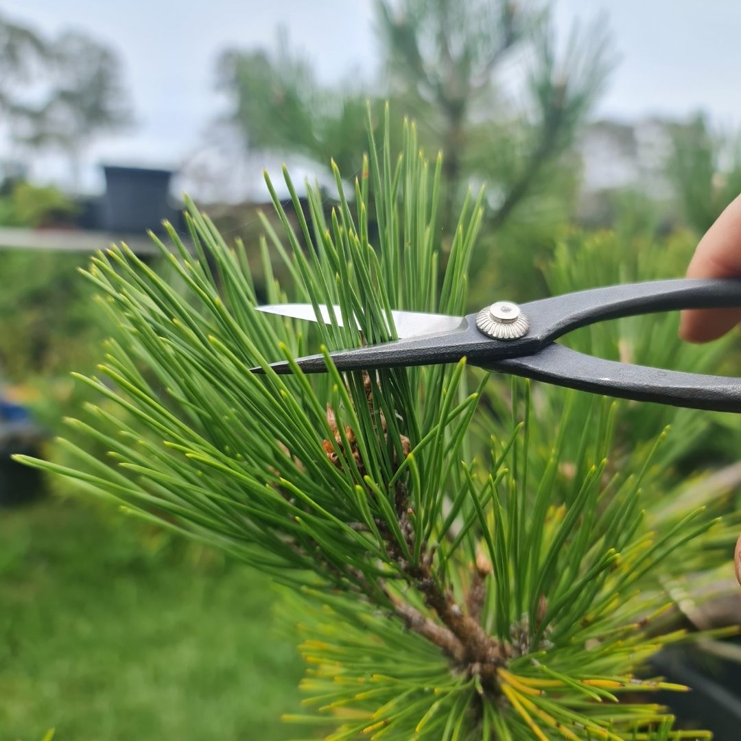 cutting black pine needles
