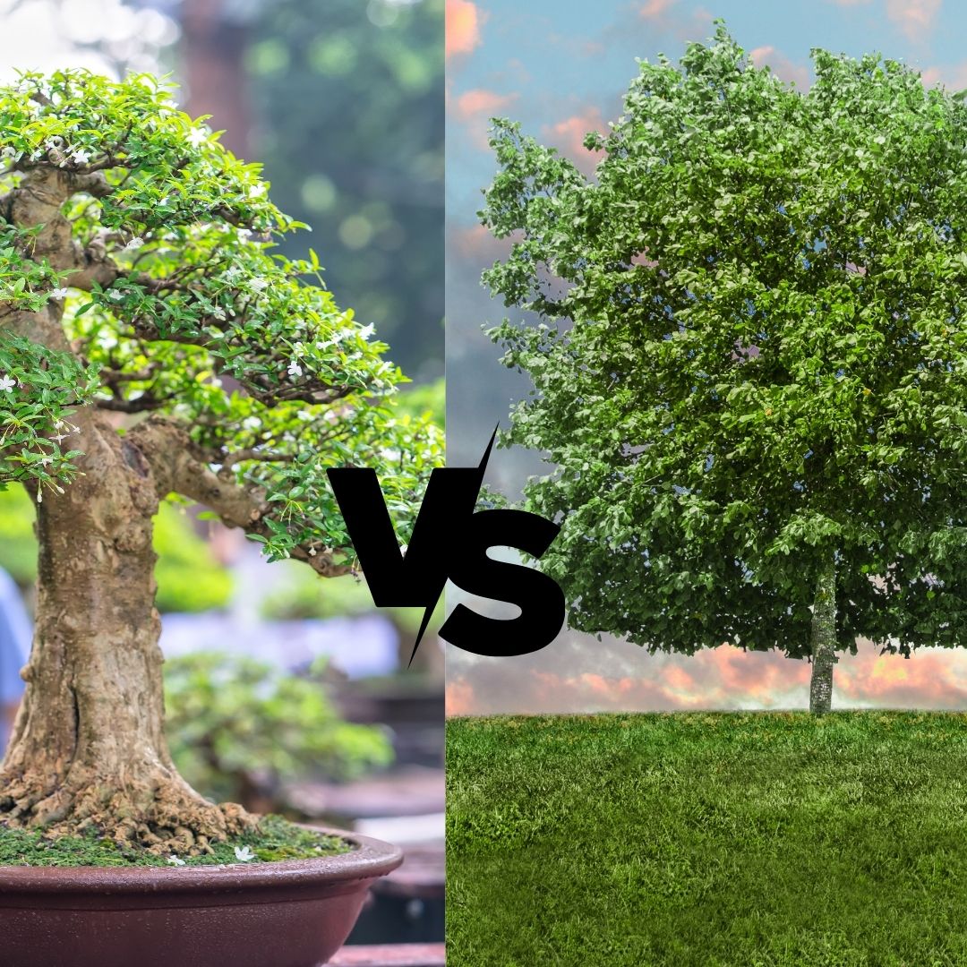 trees in nature vs bonsai trees