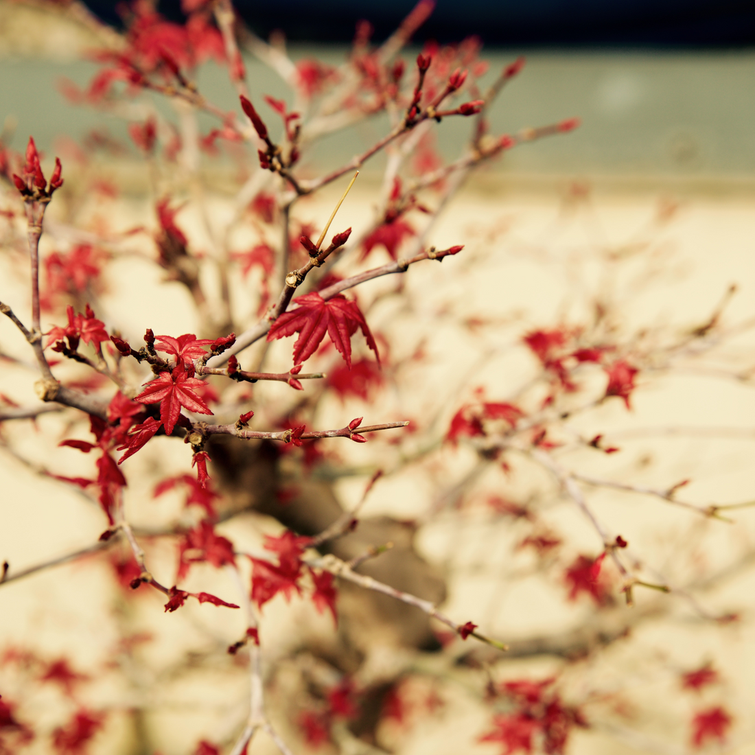 japanese maple losing leaves in autumn