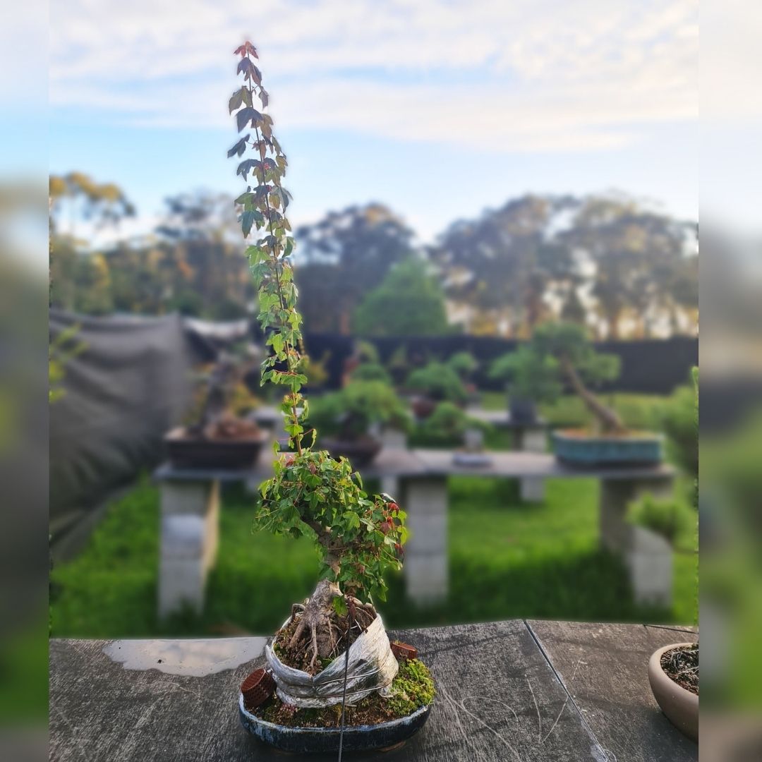 bonsai sacrifice branch