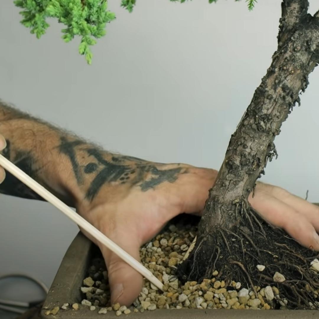 chop sticking bonsai