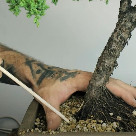 chop sticking bonsai