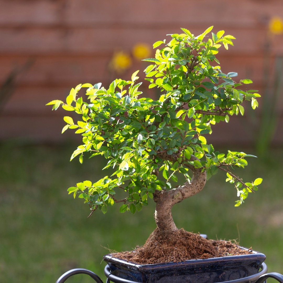 The Best Bonsai Trees For Beginners - Bonsai-En
