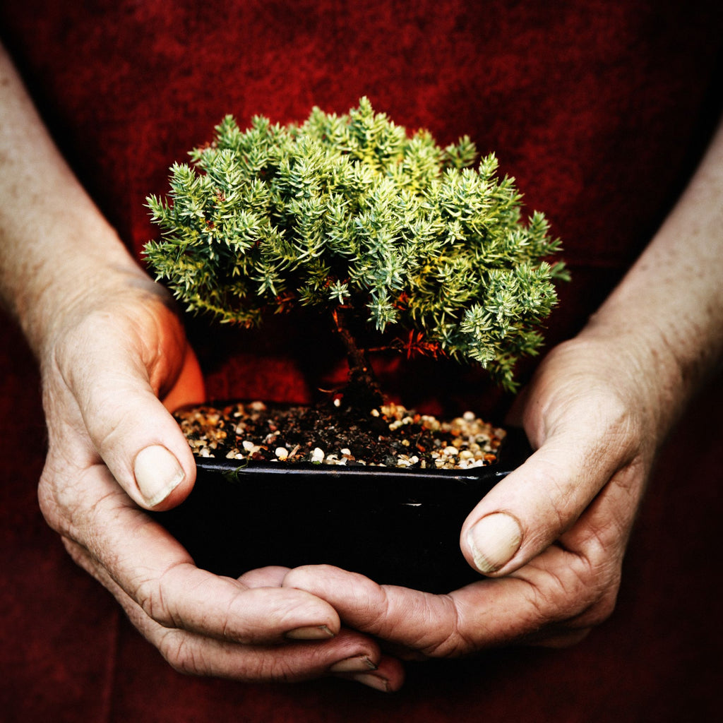 10 Beginner Bonsai Mistakes You're Probably Making  Bonsai-En