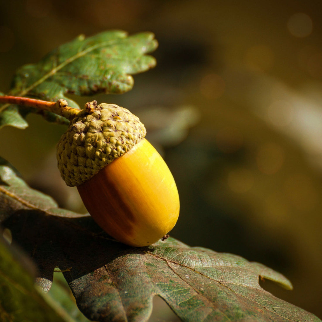 Oak Tree Species Guide - Bonsai-En