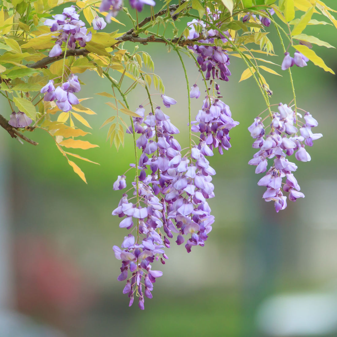 Wisteria Species Guide - Bonsai-En