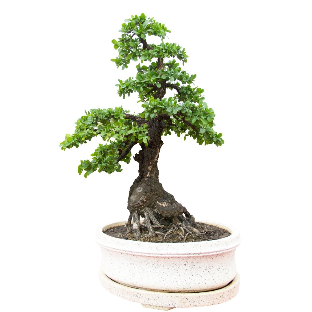 How To Make A Bonsai Tree - Bonsai-En