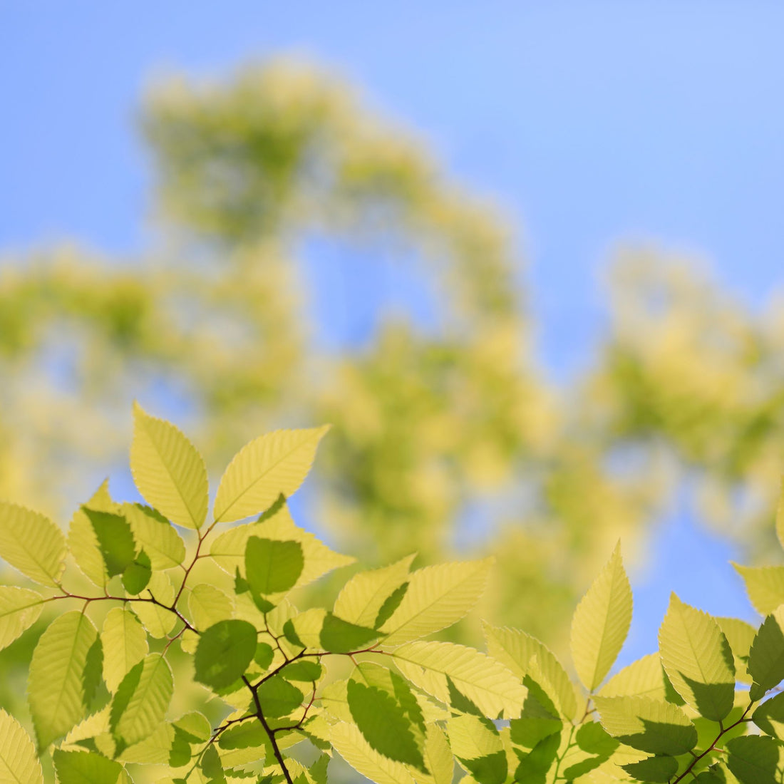 Zelkova Species Guide - Bonsai-En