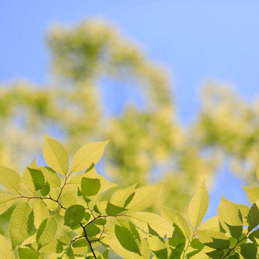 Zelkova Species Guide - Bonsai-En