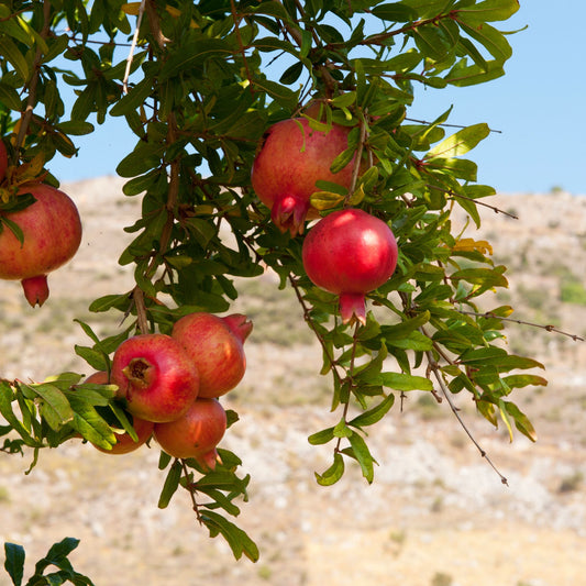 Pomegranate Species Guide - Bonsai-En