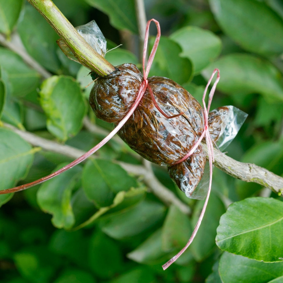 Transform Your Bonsai Game: The Ultimate Guide to Air Layering - Bonsai-En