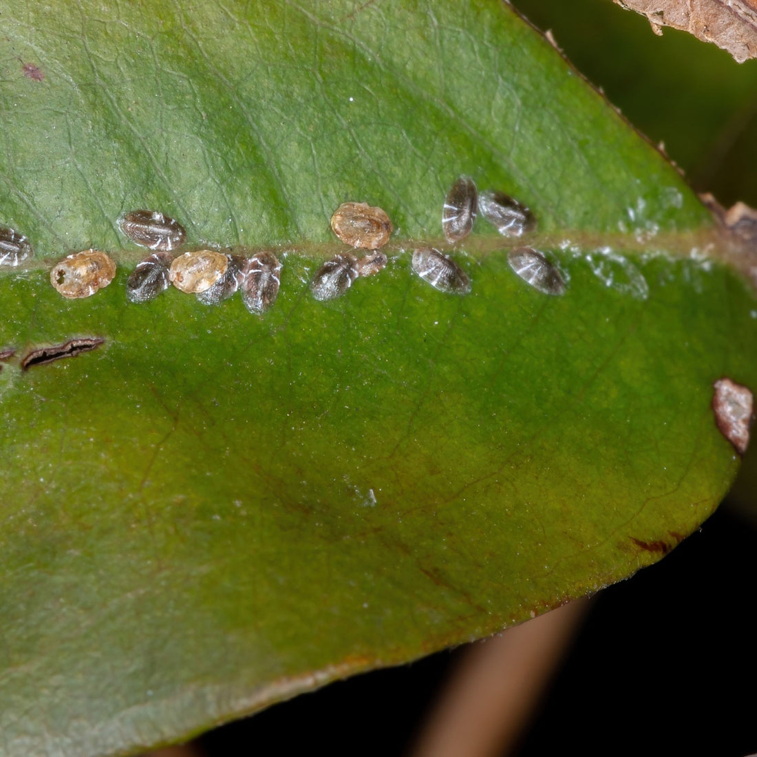 scale insects on leaf