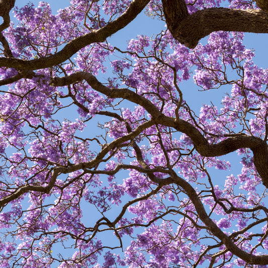 Jacaranda Species Guide - Bonsai-En