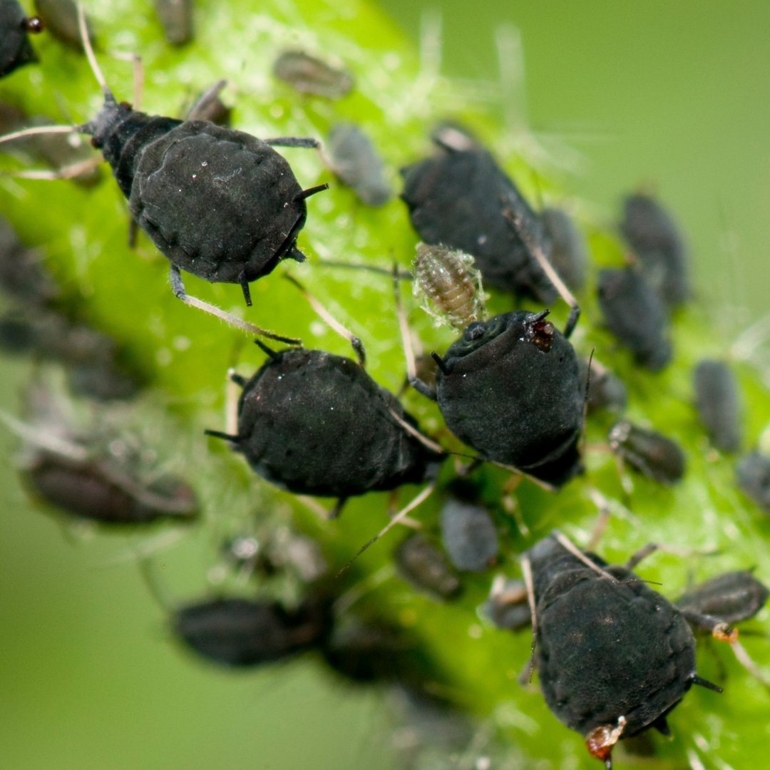 Aphids And Bonsai, What Are They And How To Treat Them - Bonsai-En