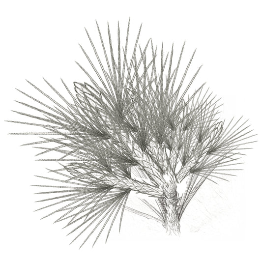 Double Flush Pine Shoot Selection