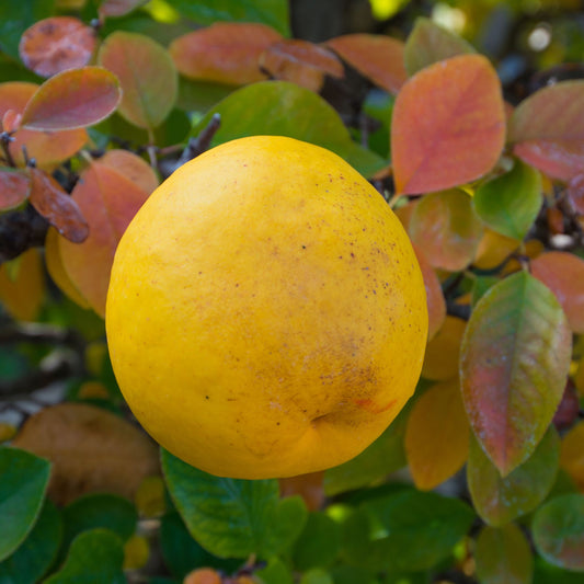 Chinese Quince Species Guide - Bonsai-En