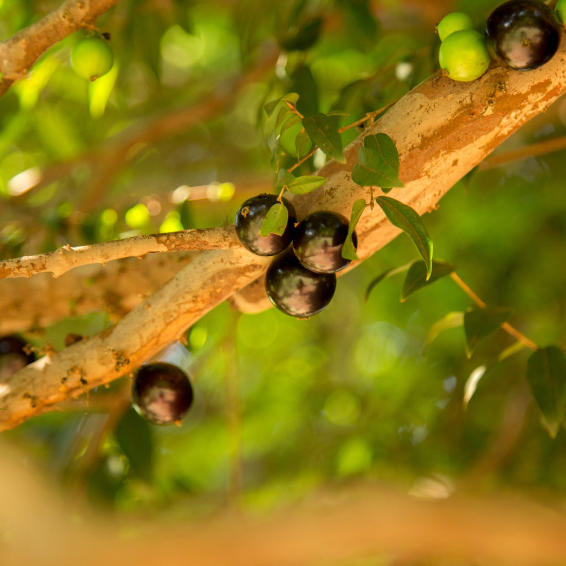 Jaboticaba Species Guide - Bonsai-En