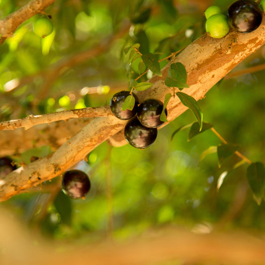 Jaboticaba Species Guide - Bonsai-En