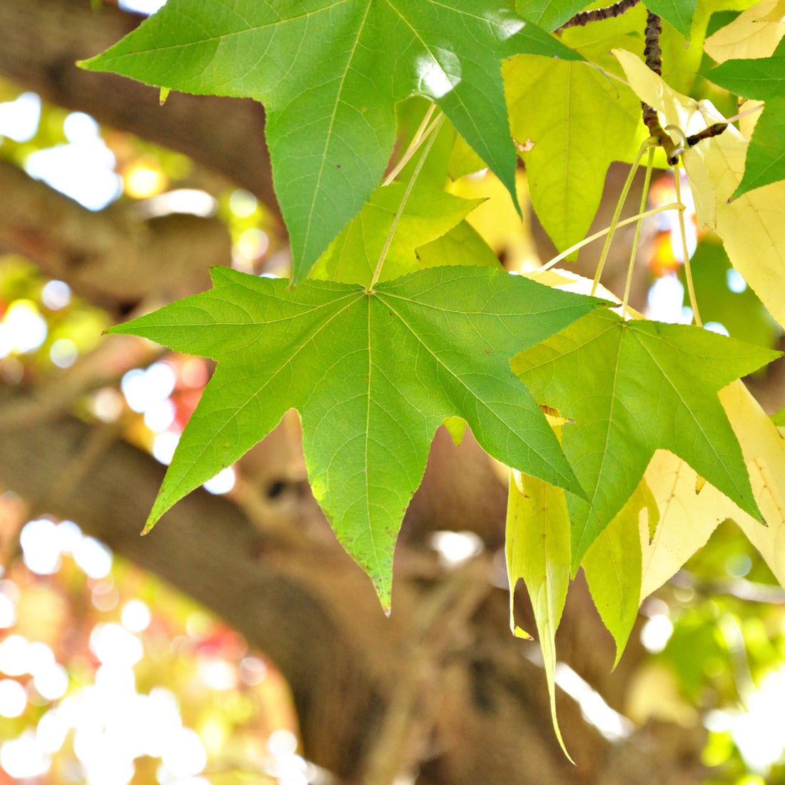Liquid Amber Species Guide - Bonsai-En