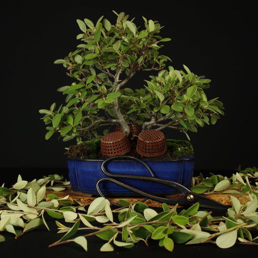 Beginner Bonsai Tree