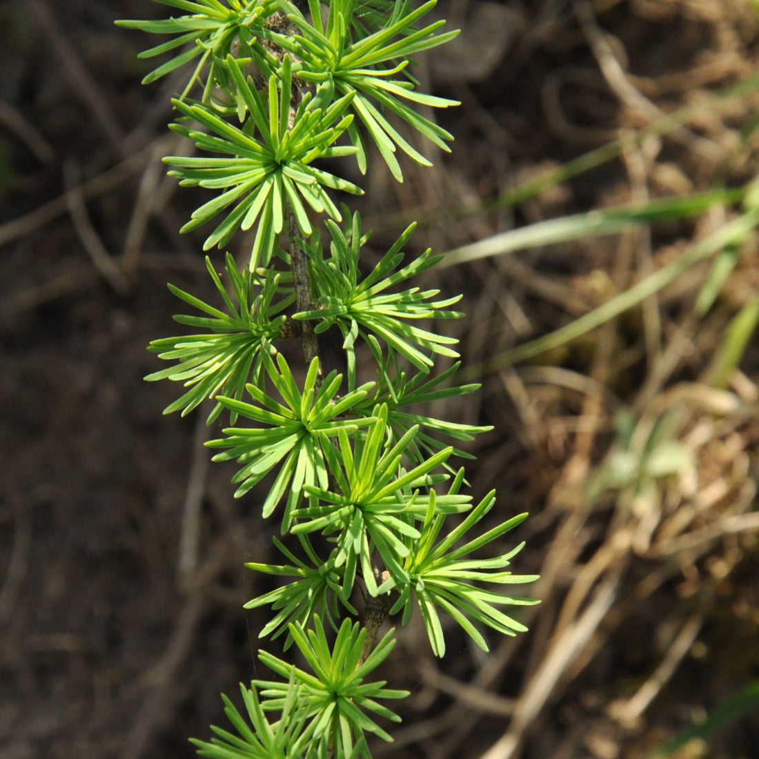 Larch Needles
