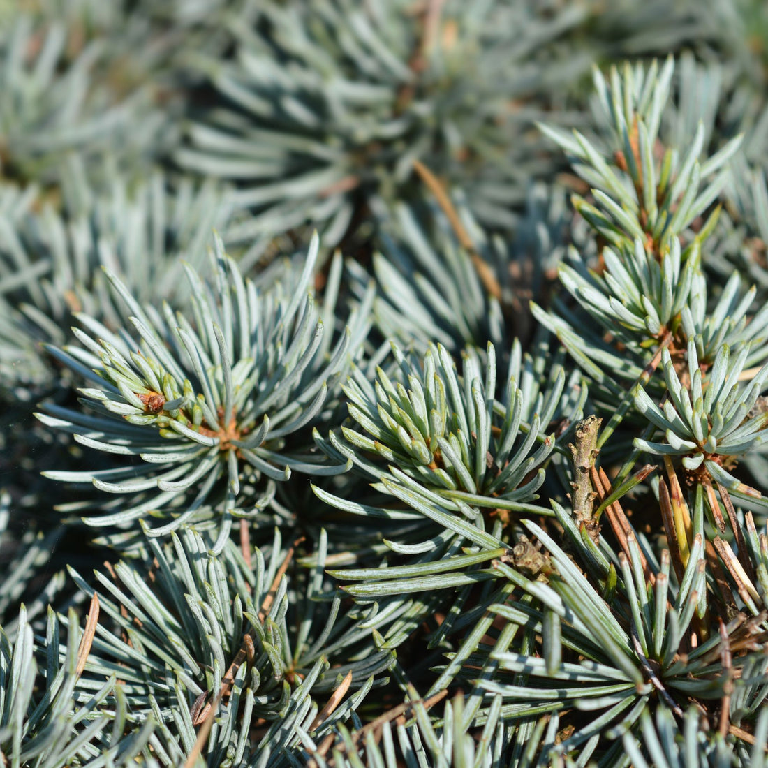 Cedar Needles