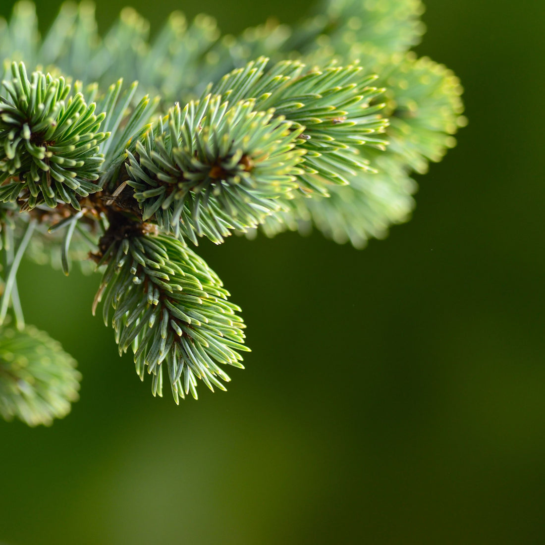 Fir Needles