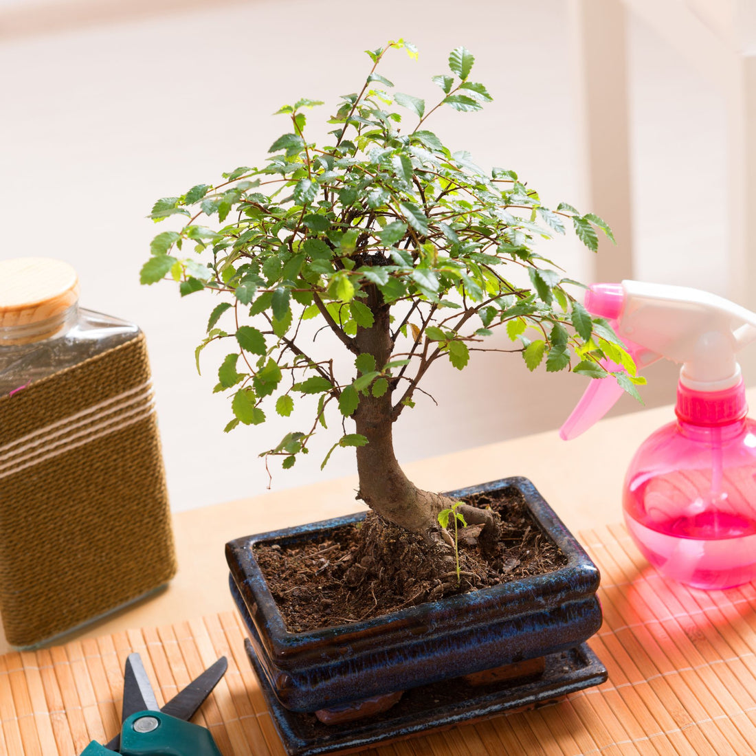 small bonsai tree