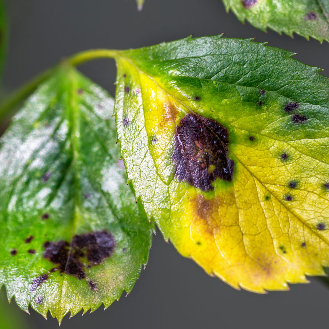 black spot on leaf