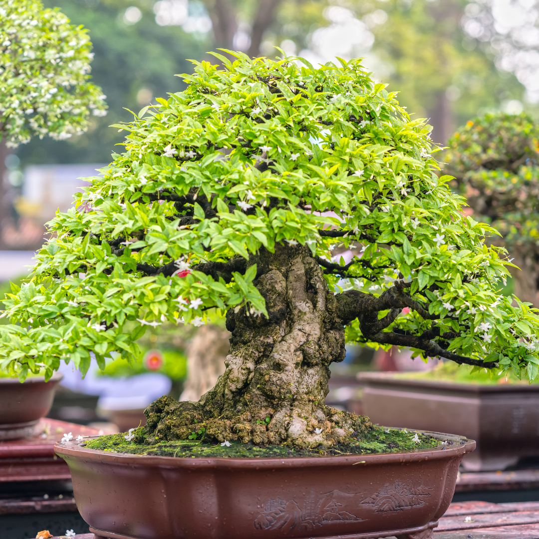 bonsai tree displayed in garden