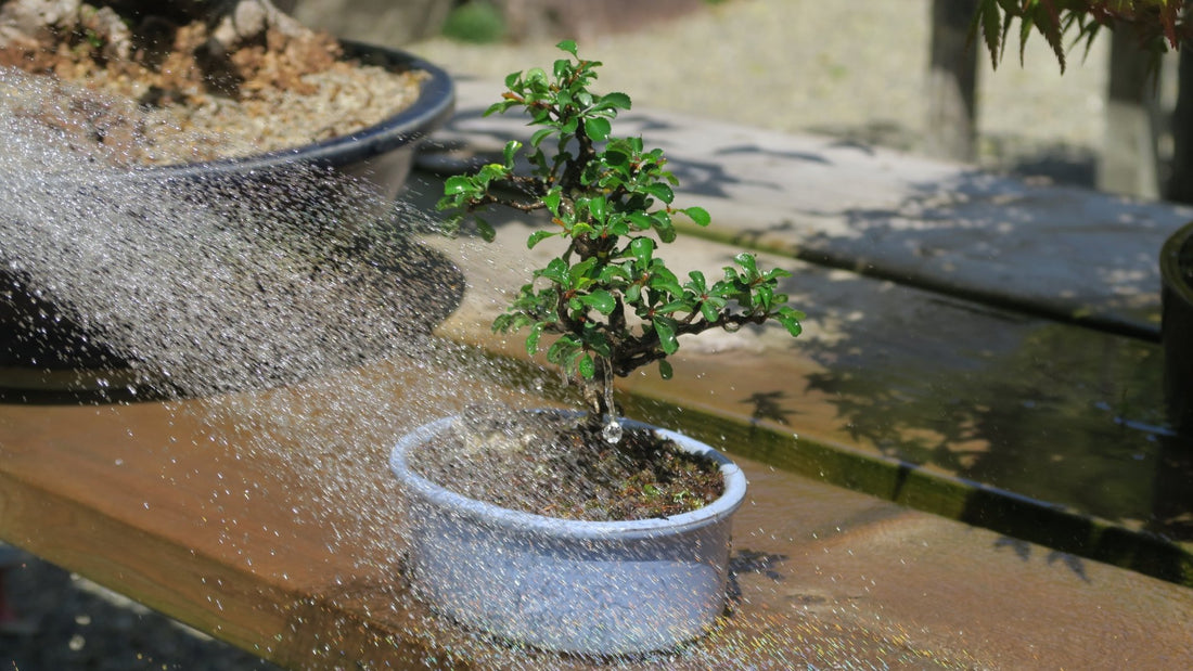 How Long Can Bonsai Go Without Water? - Bonsai-En