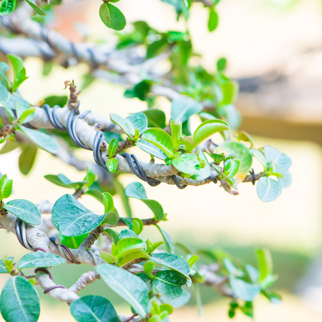 tree with bonsai wire on the branches