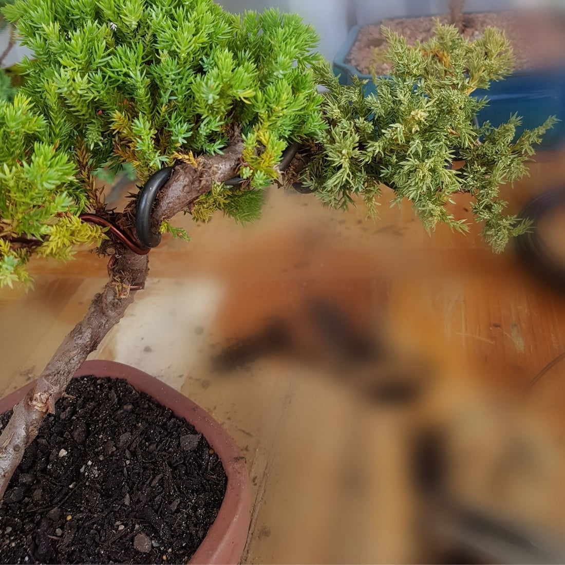 juniper with brown foliage