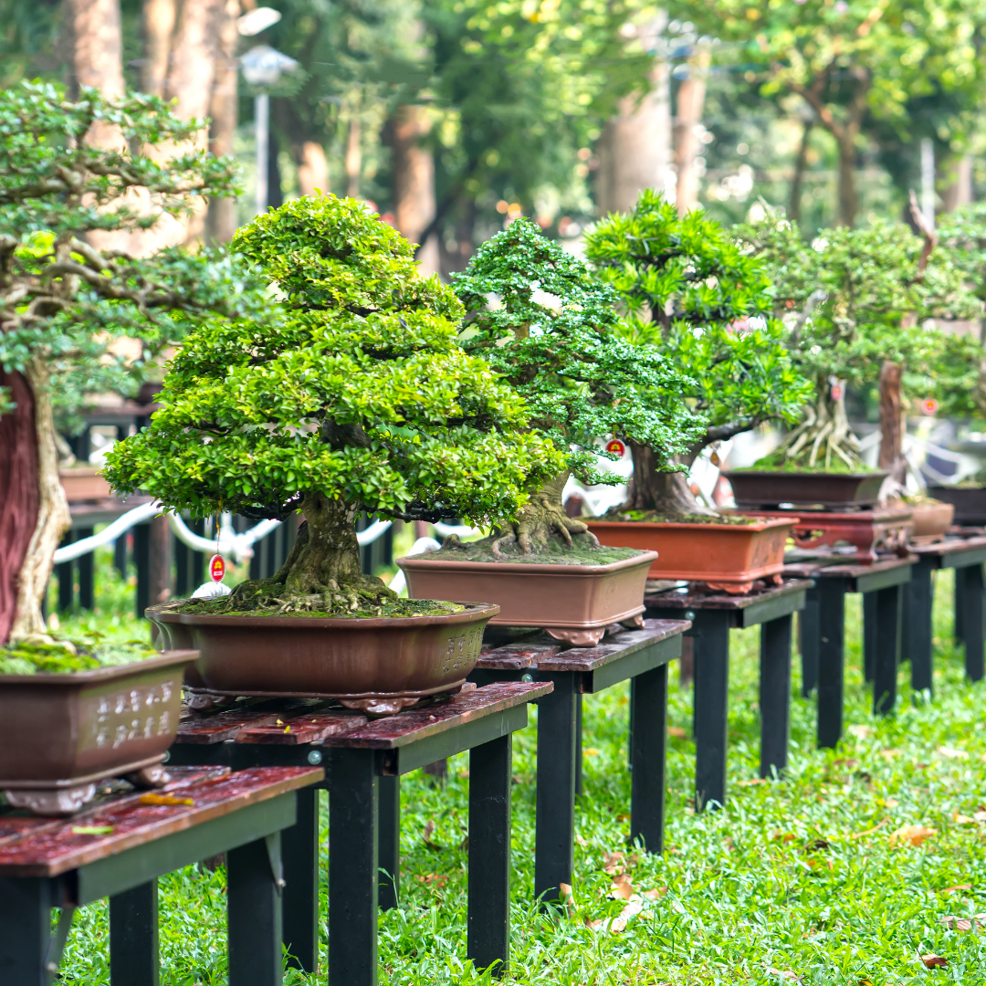 bonsai trees on stands