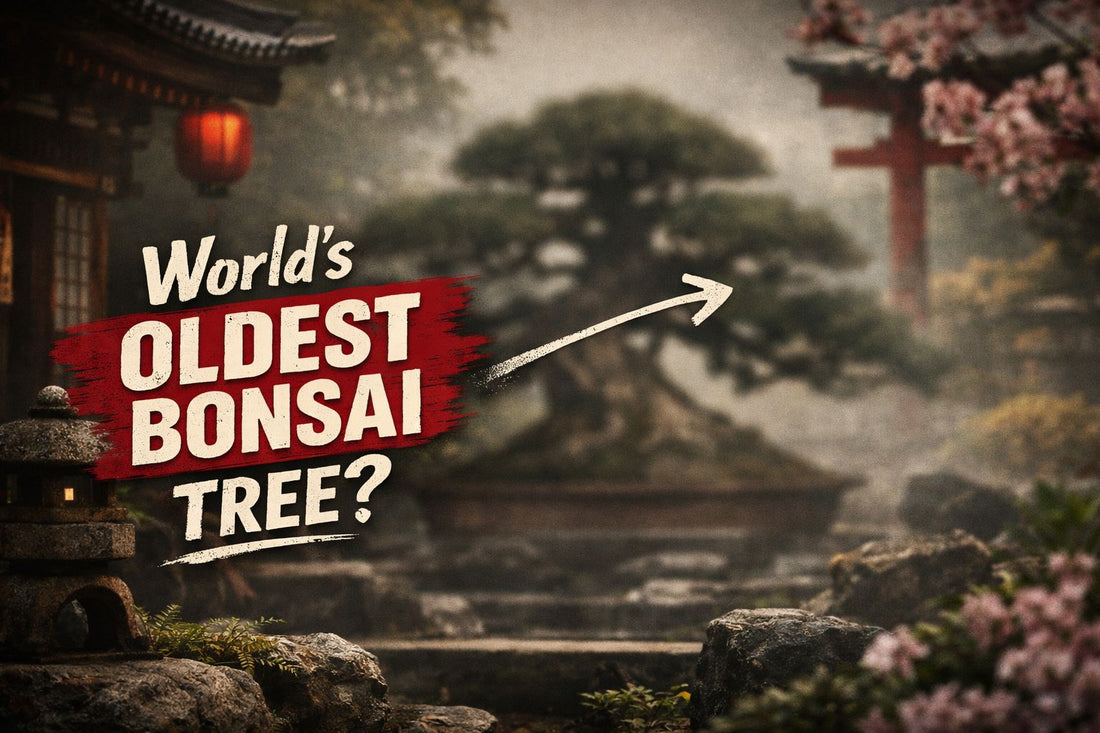 Worlds Oldest Bonsai Tree