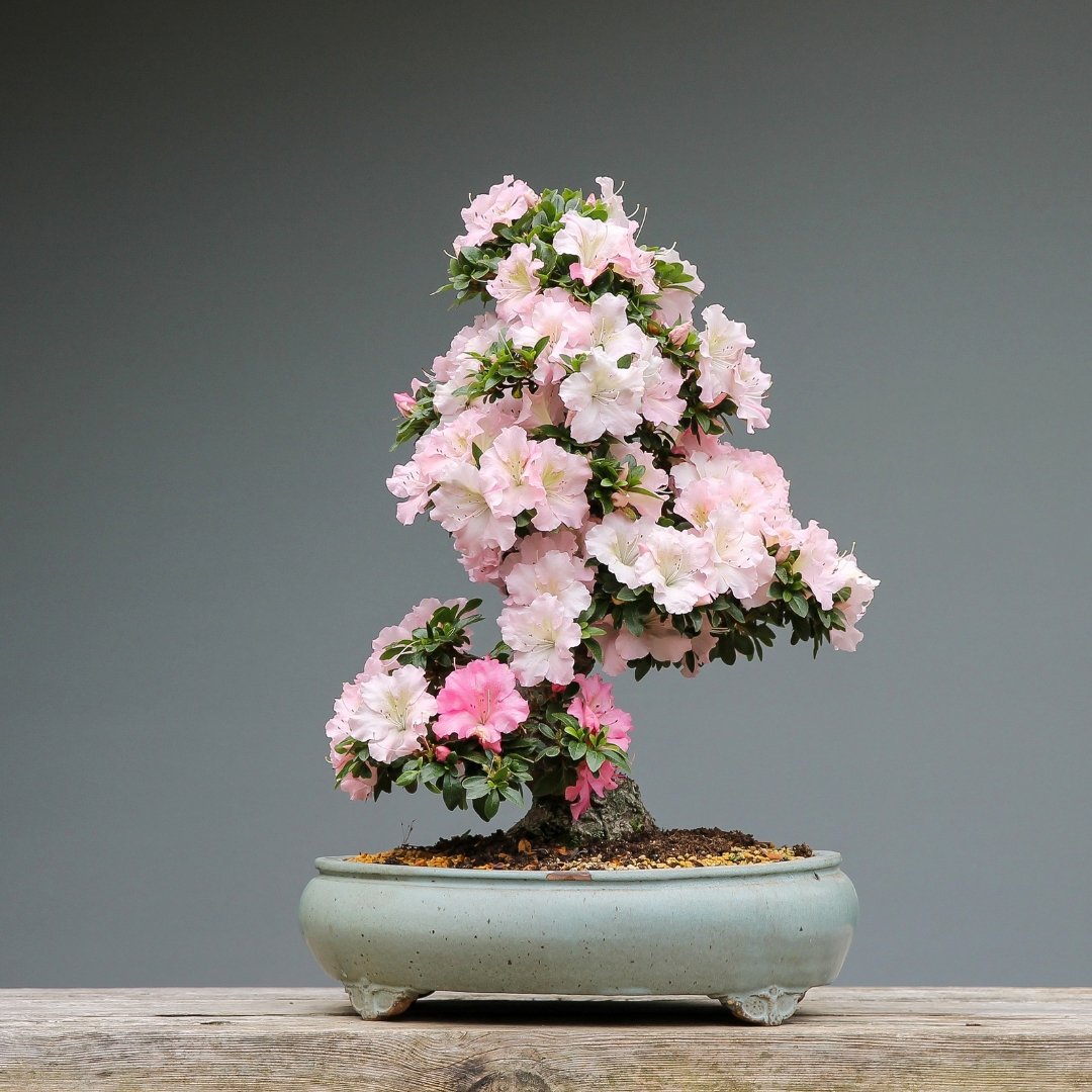A Beginners Guide To Bonsai - Bonsai-En
