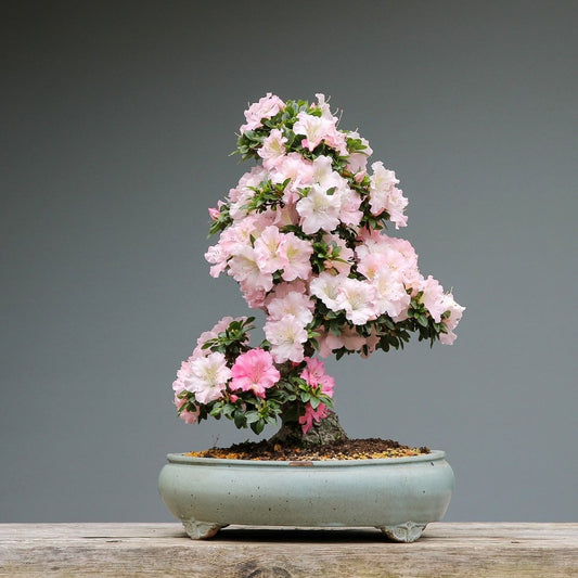 A Beginners Guide To Bonsai - Bonsai-En