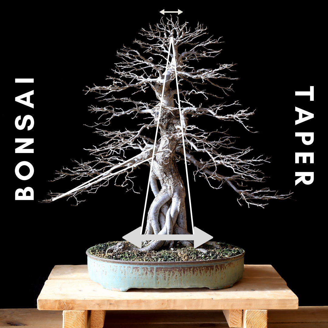 bonsai taper