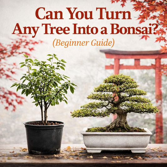 Can Any Tree Be a Bonsai? Beginner Guide to Choosing the Right Tree