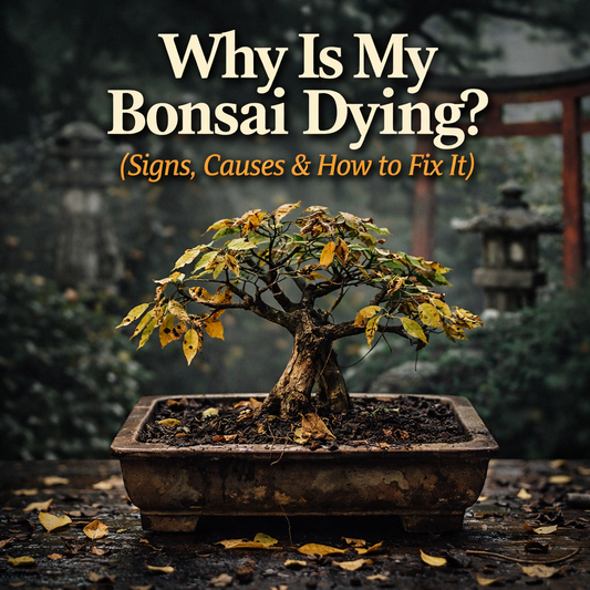 dying bonsai tree