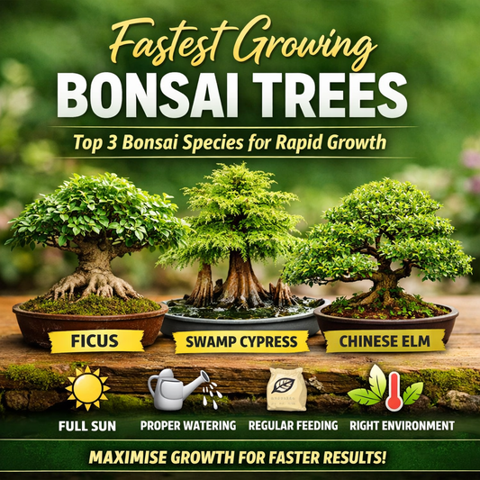 top 3 fastest growing bonsai trees